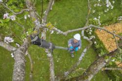 HighCut 360/18V P4A Tel.akkus ágvágó olló akku nélkül 3.Kép